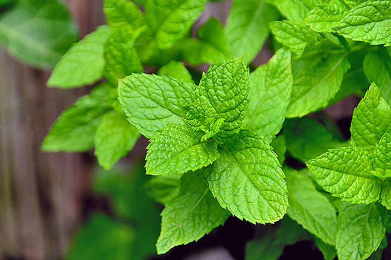 Fresh herbs