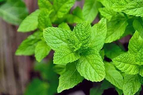 Fresh Herbs — wholesale produce for South Florida restaurants