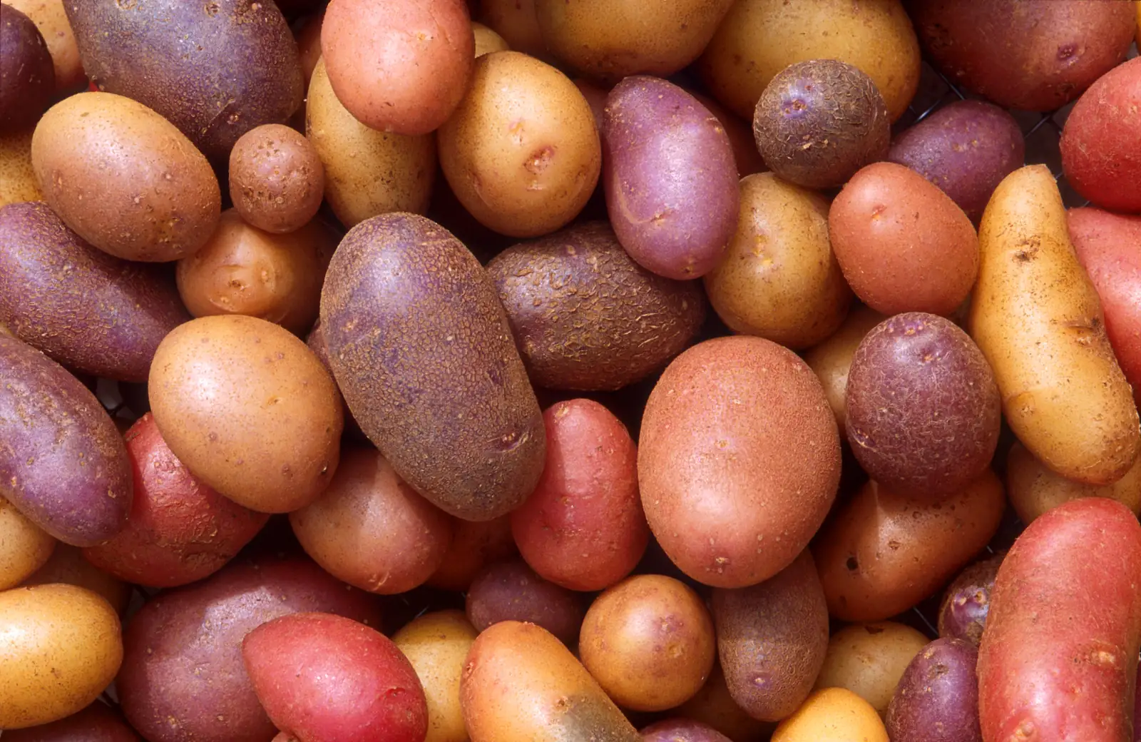 Roots & Tubers — wholesale produce for South Florida restaurants